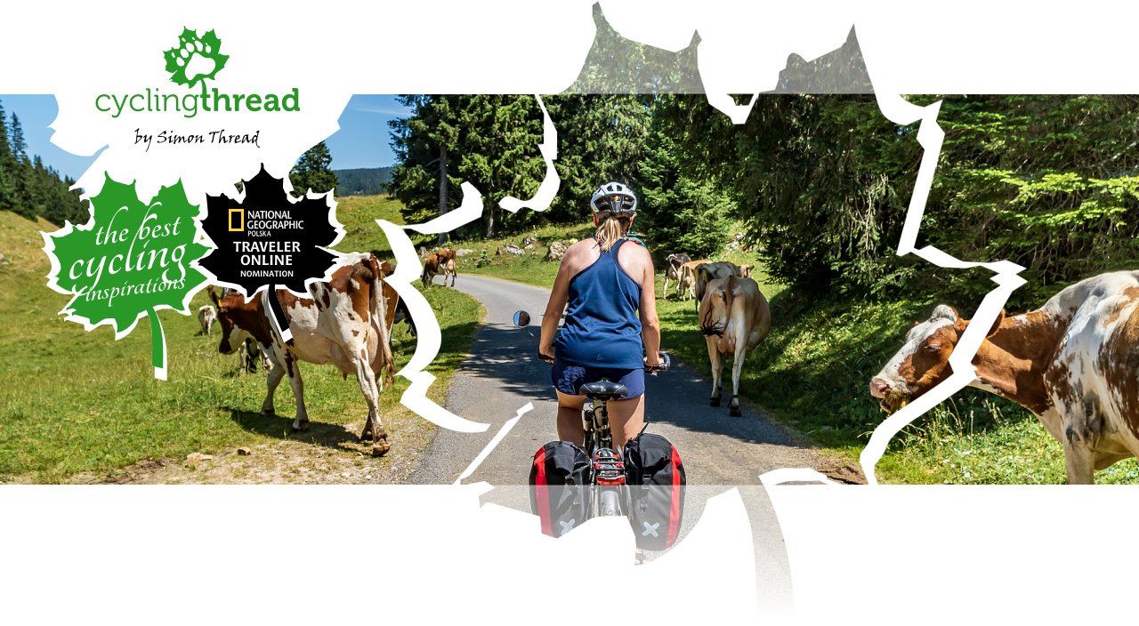 Cows on the cycling route in Switzerland