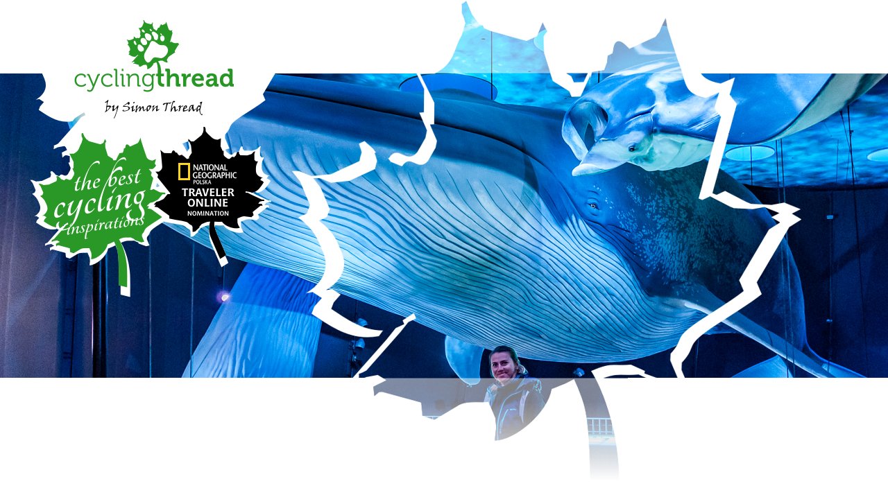 Life-size blue whale at the Ozeaneum in Stralsund