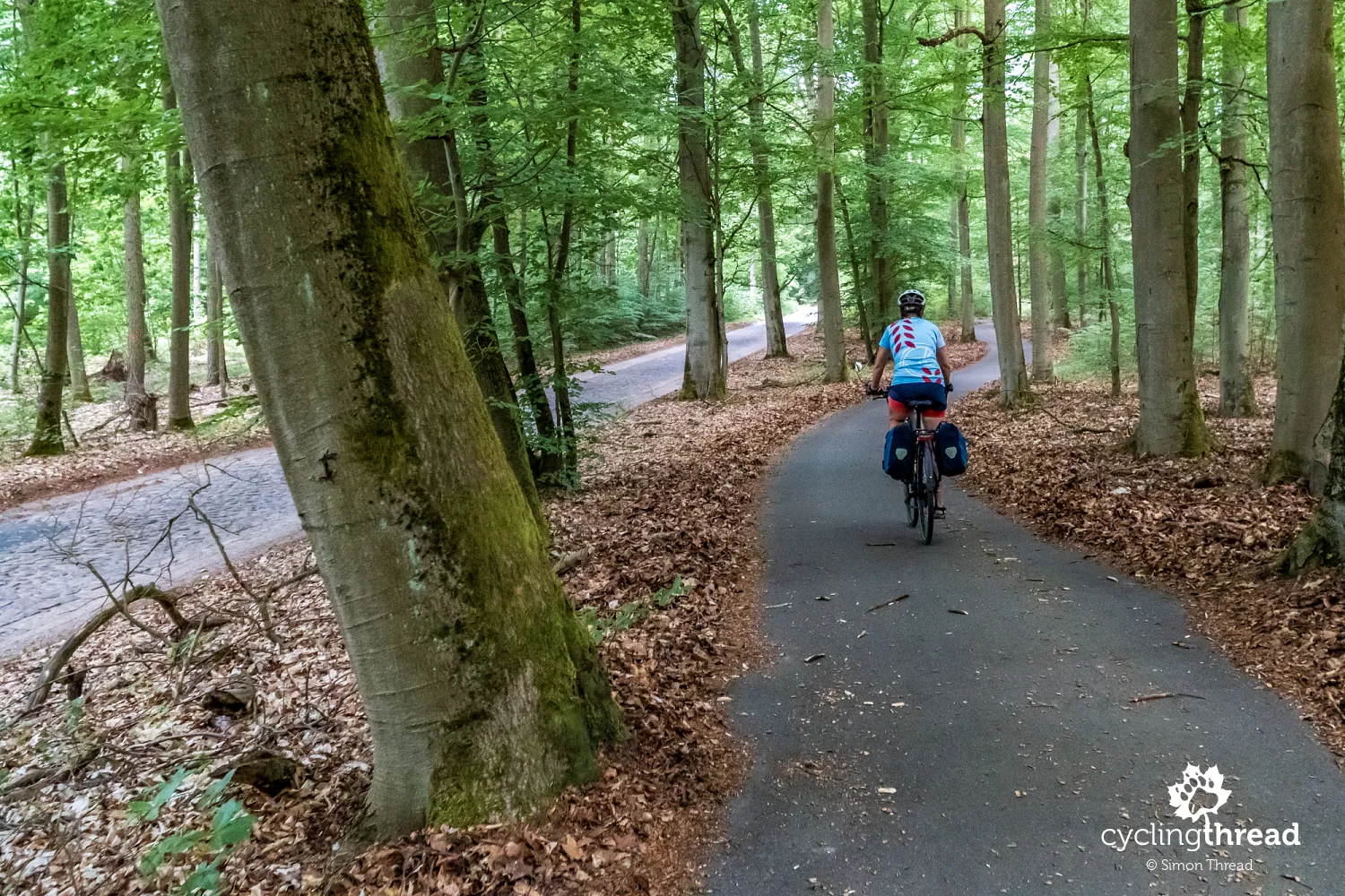Cycle path through the Schorfheide-Chorin nature reserve